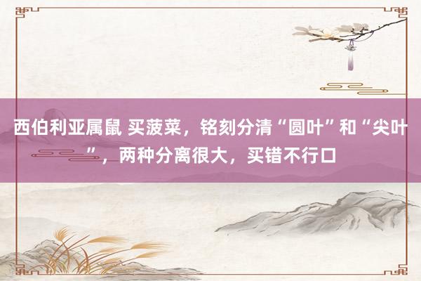 西伯利亚属鼠 买菠菜，铭刻分清“圆叶”和“尖叶”，两种分离很大，买错不行口
